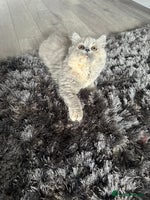 British Shorthair cats - Advert 1