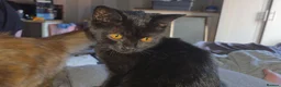 British Shorthair cats for sale: Two British shorthairs  - Advert 11