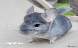 Chinchilla rodents for sale: Beautiful Chinchillas  in Bournemouth - Image 9
