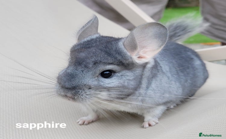 Chinchilla rodents in Bournemouth - Advert 3