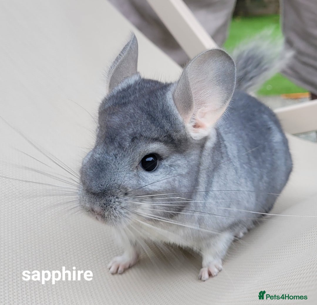Chinchilla rodents for sale: Beautiful Chinchillas  in Bournemouth - Image 9