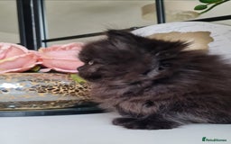 Persian cats for sale: Beautiful persian kittens  - Image 35
