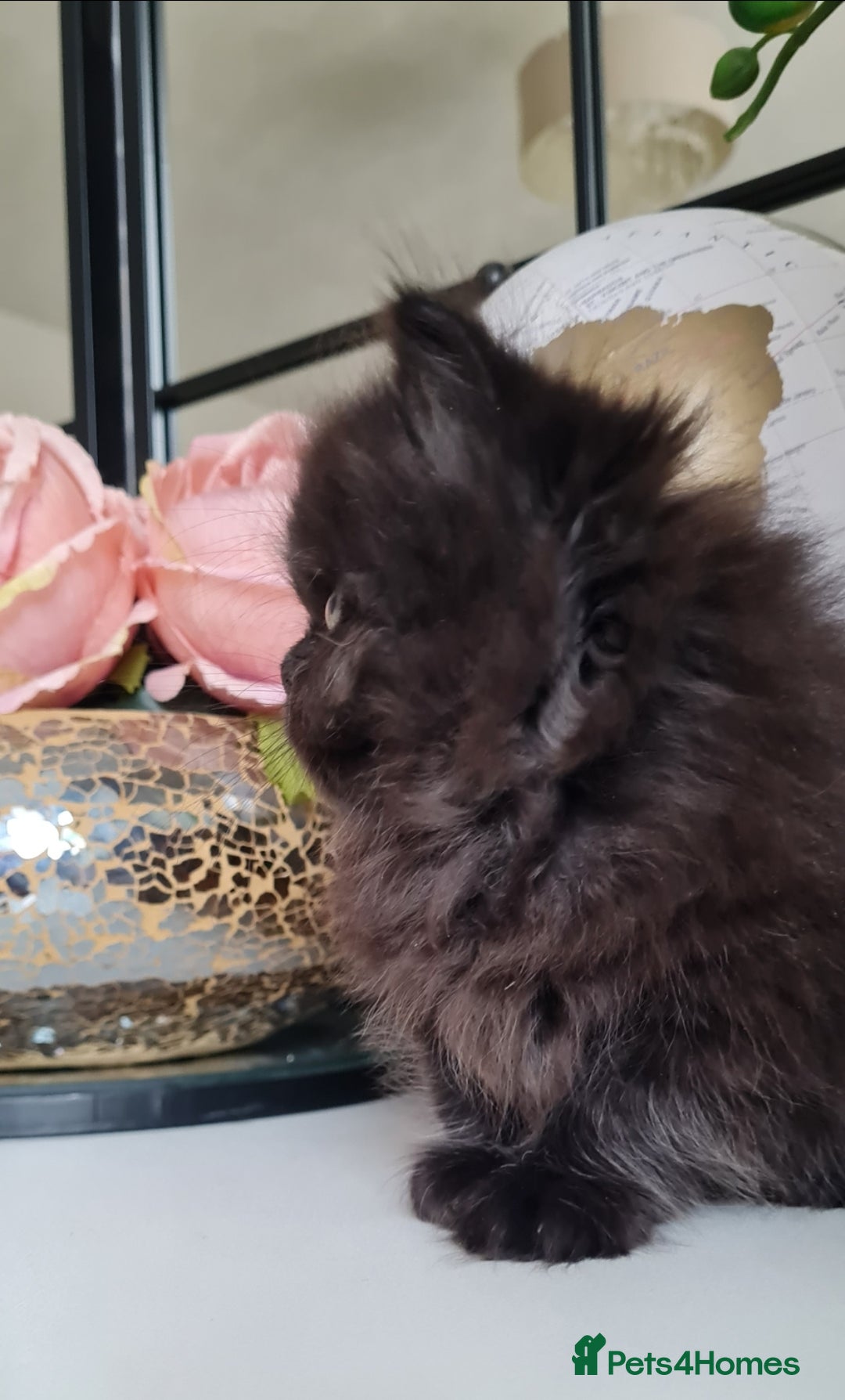 Persian cats for sale: Beautiful persian kittens  - Image 35