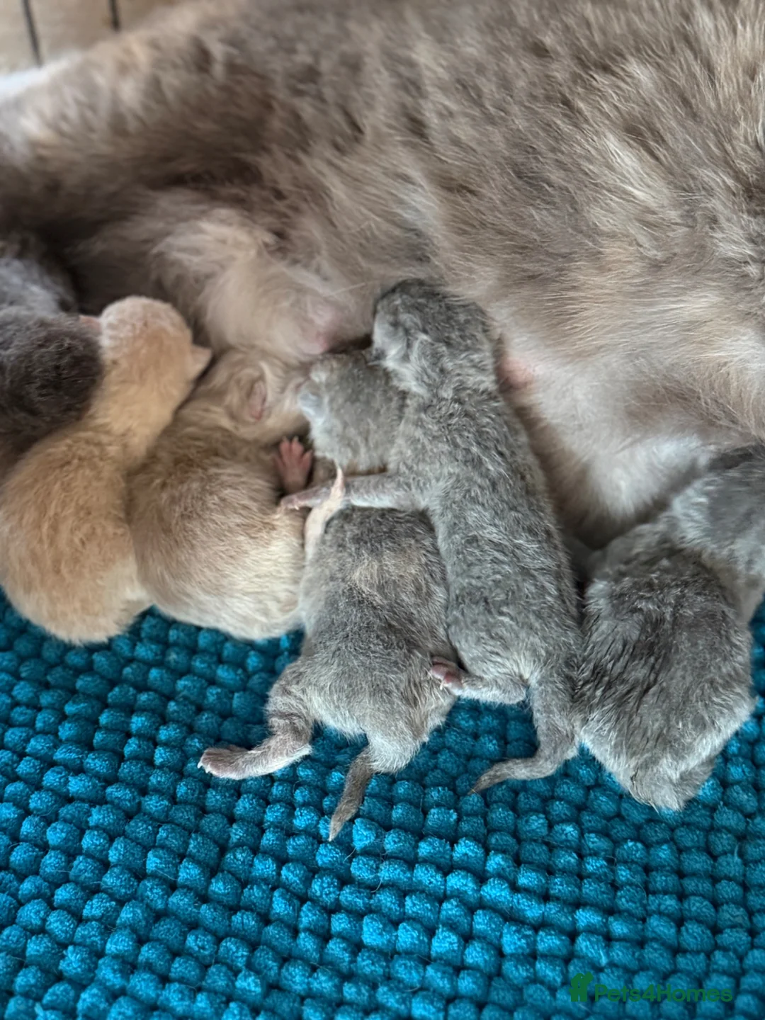 British Shorthair cats for sale: Beautiful kittens  - Advert 13