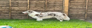 Border Collie 2