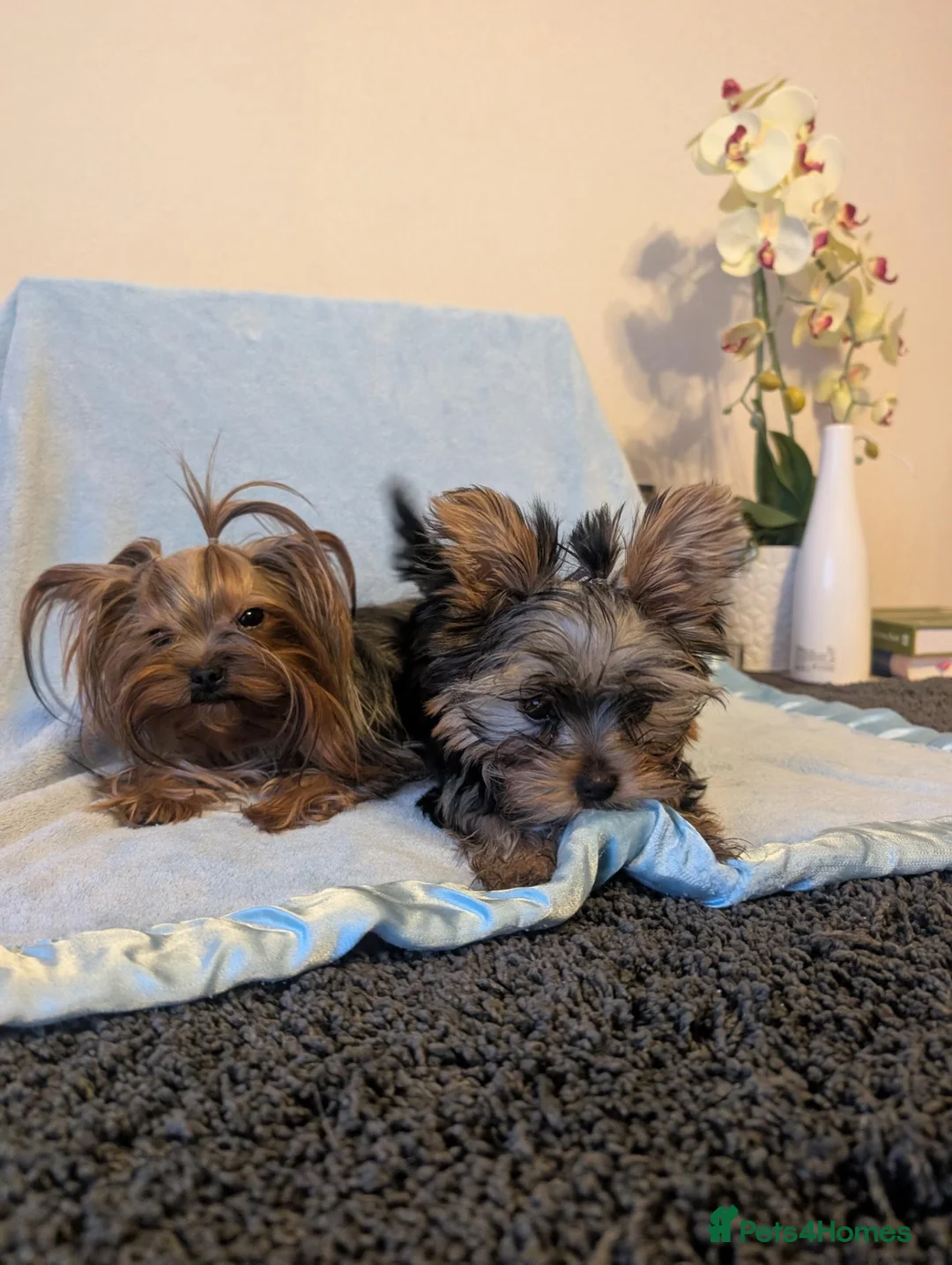 Yorkshire Terrier dogs for sale: Yorkshire Terrier ready for new home  - Advert 2