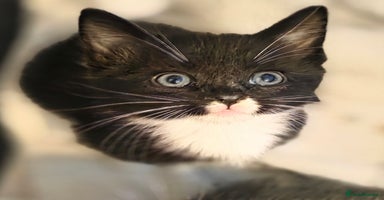 Ragdoll cats - Advert 7