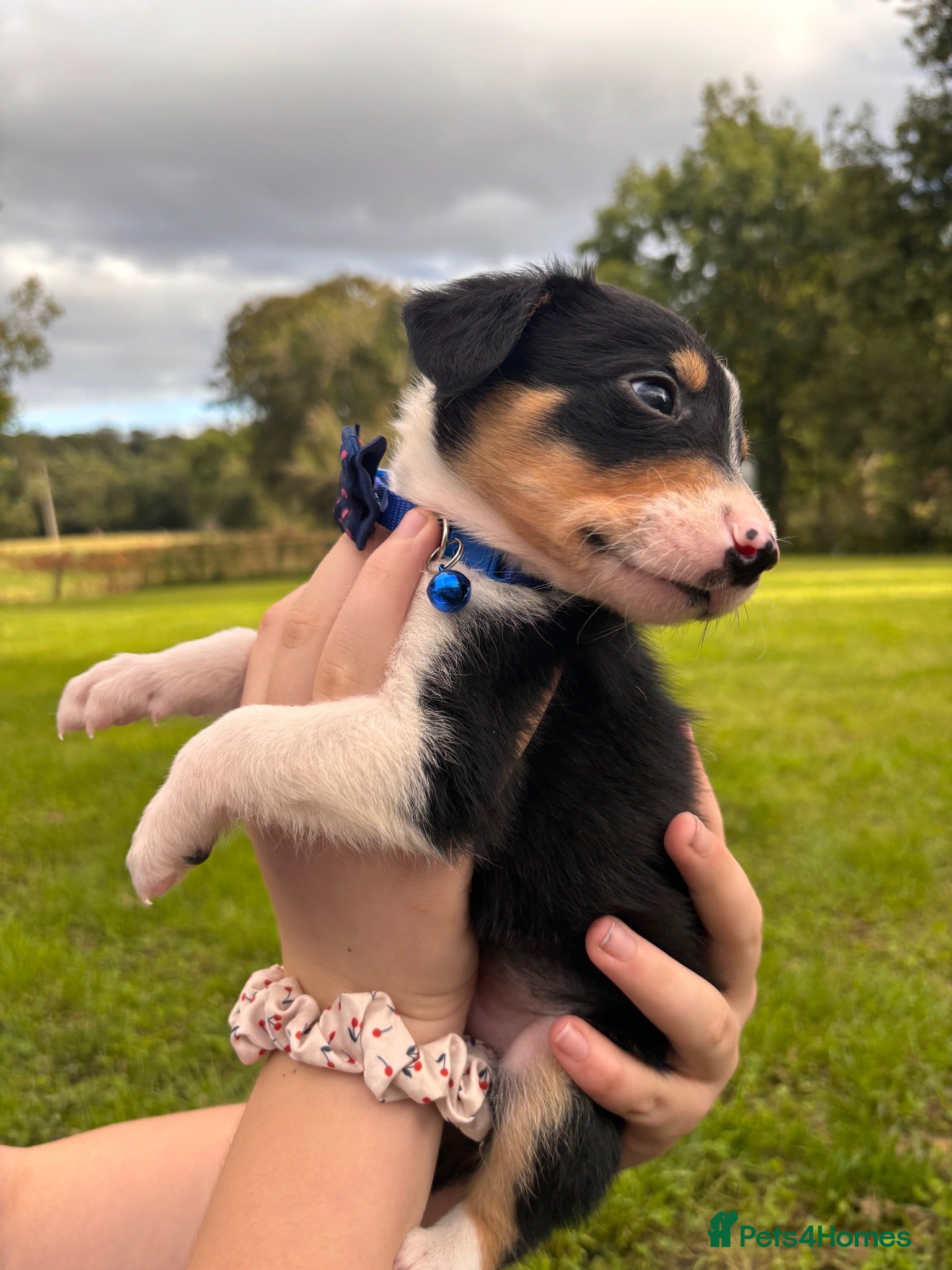 Sprollie dogs 5 females and 1 male available Sprollie puppies - Advert 2