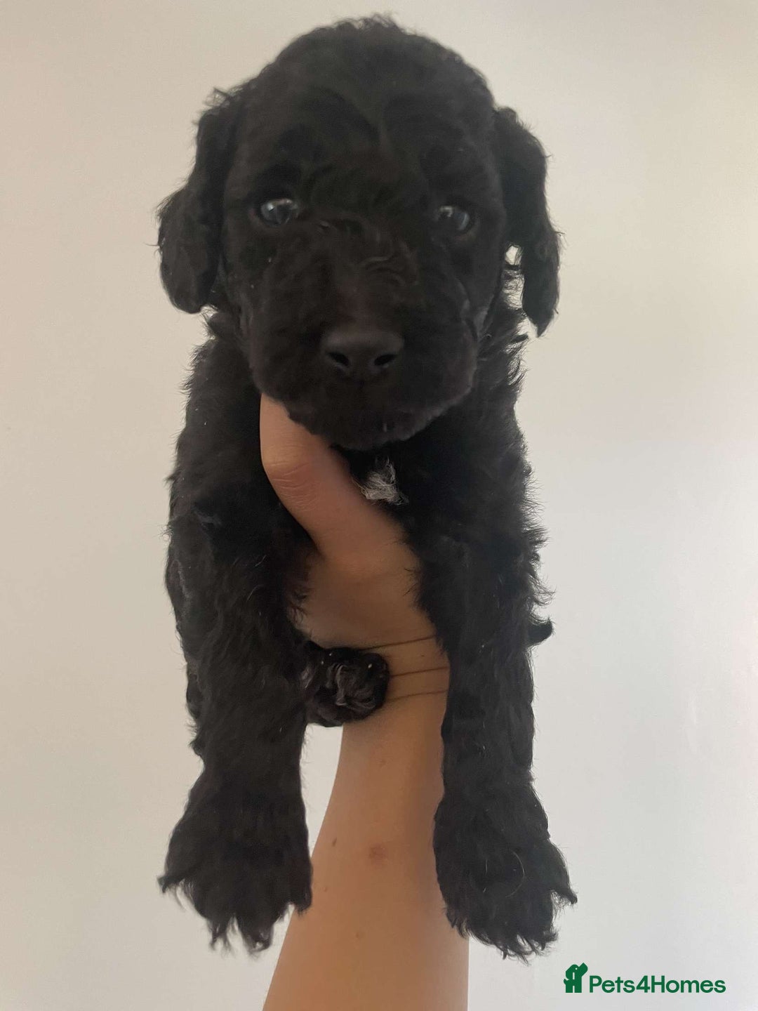 Goldendoodle dogs for sale: Golden doodles  - Image 11