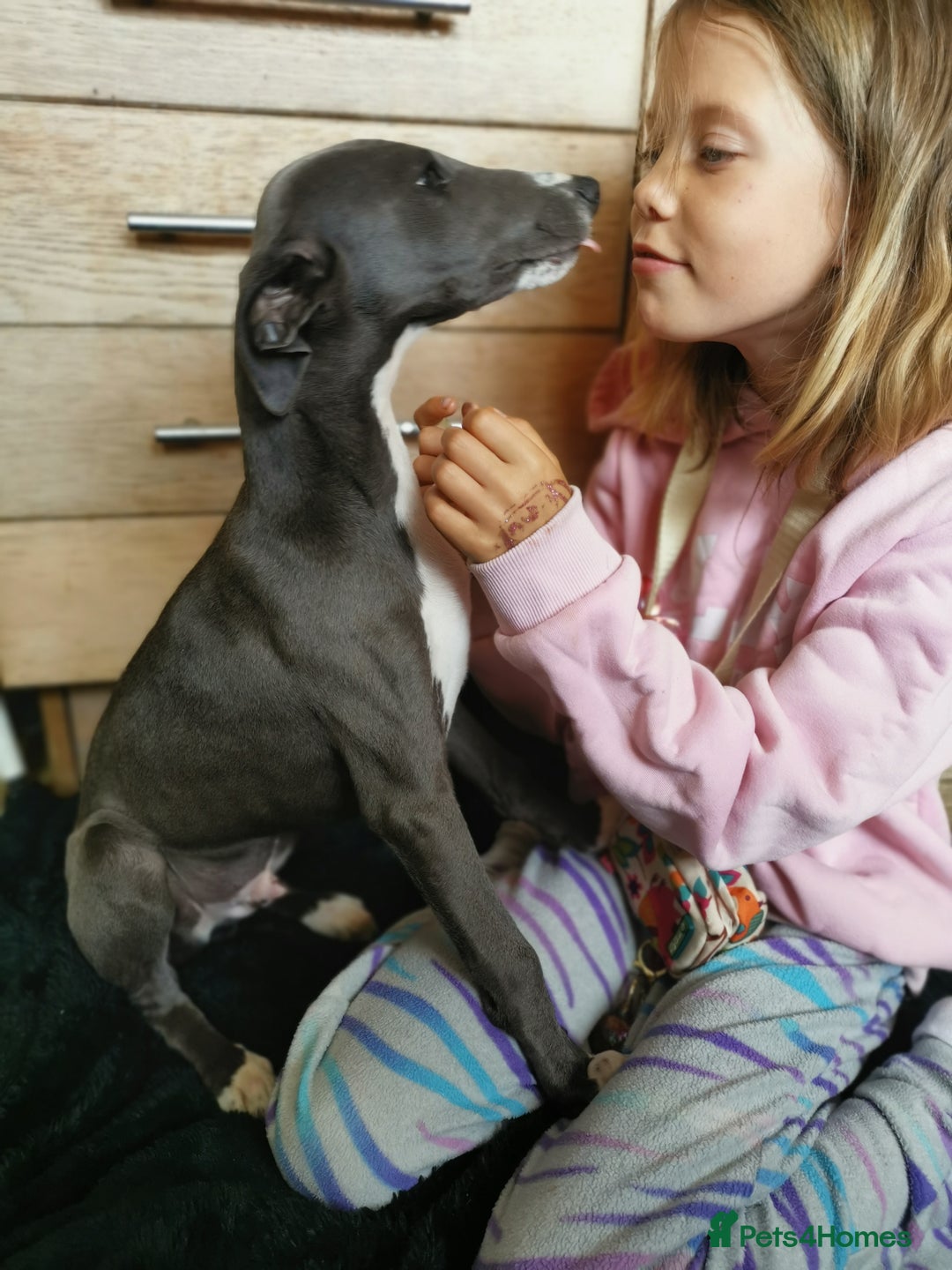 Whippet dogs for sale: Stunning quality blue whippets  - Image 14