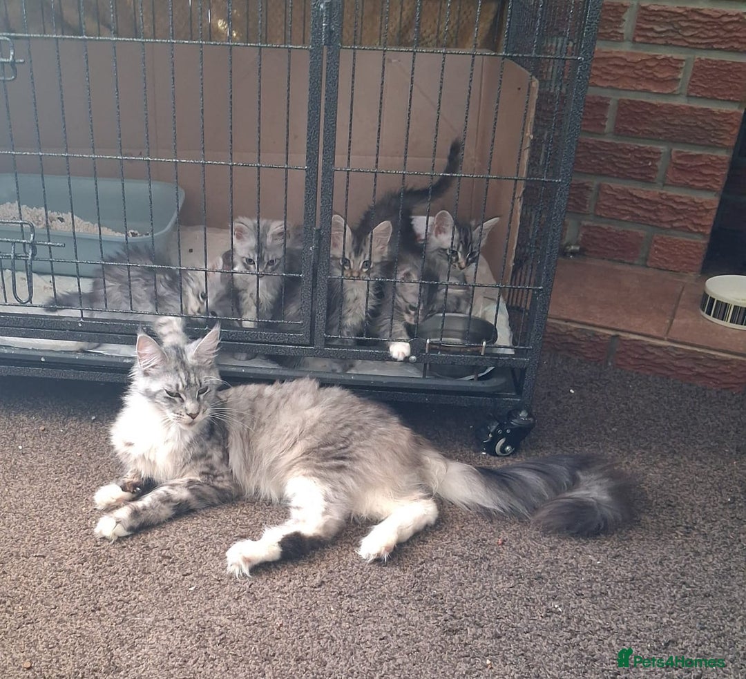 Maine Coon cats for sale: Three Mainecoon kittens for sale - Image 15