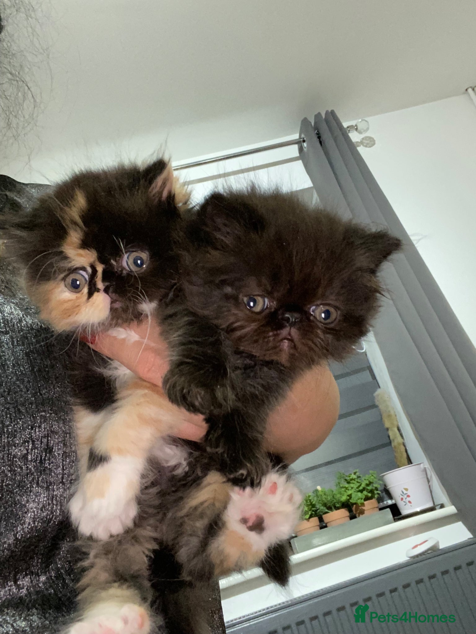 Persian cats Our beautiful litter of 3 Persian x  kittens - Advert 8