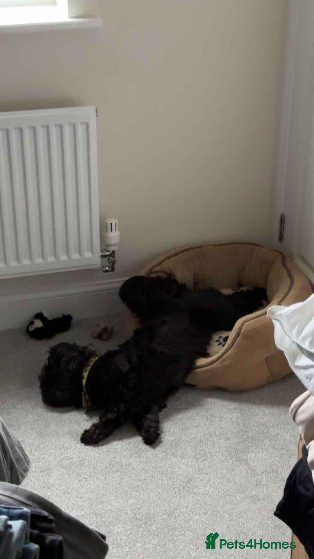 Shih Tzu dogs for sale: Shih Tzu 10 years old dog needing to be rehomed!!  - Advert 8