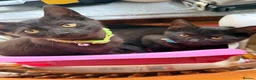 York Chocolate cats for sale: 2 chocolate York kittens  in London - Advert 1