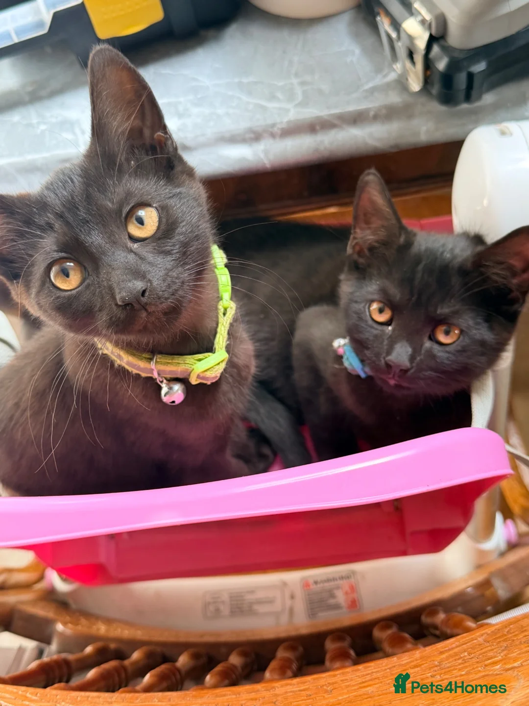 York Chocolate cats for sale: 2 chocolate York kittens  in London - Advert 1
