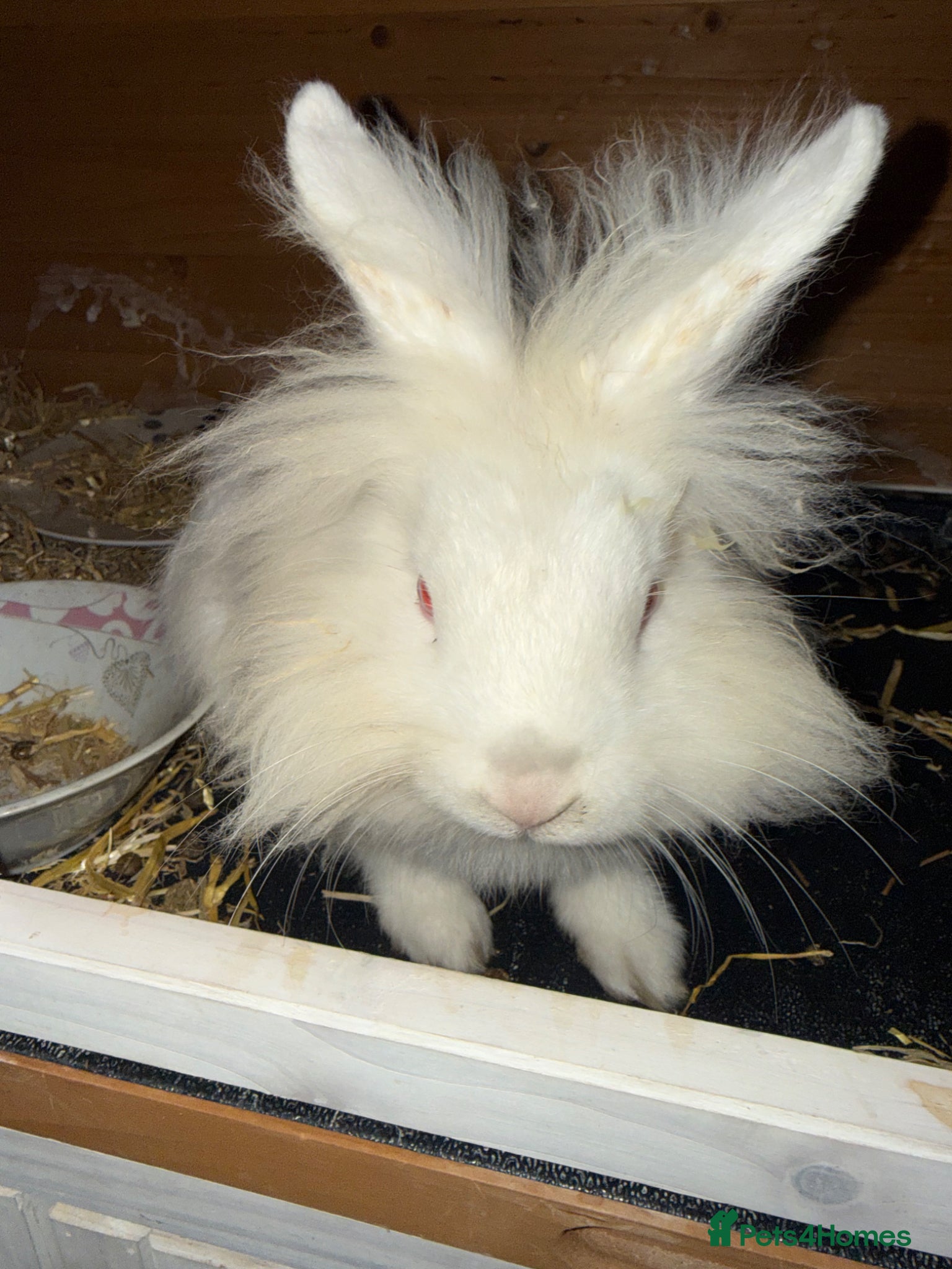 Mini Lop rabbits Mini lop bunnies  - Advert 16