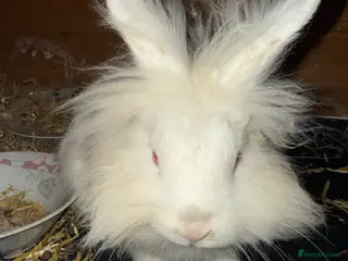 Mini Lop rabbits Mini lop bunnies - Advert 2