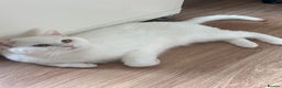 British Shorthair cats for sale: Gorgeous British Longhair & Shorthair Kittens - Advert 3