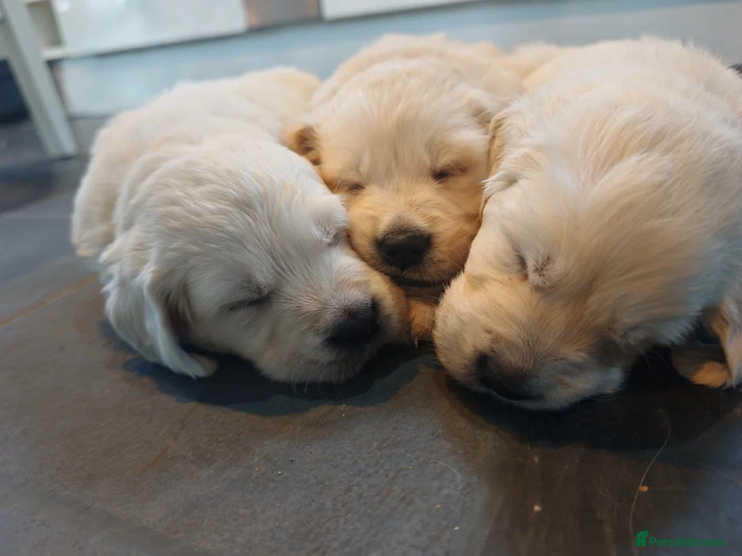 Golden Retriever dogs for sale: KC Champion Lines Golden Retriever pups - Advert 22