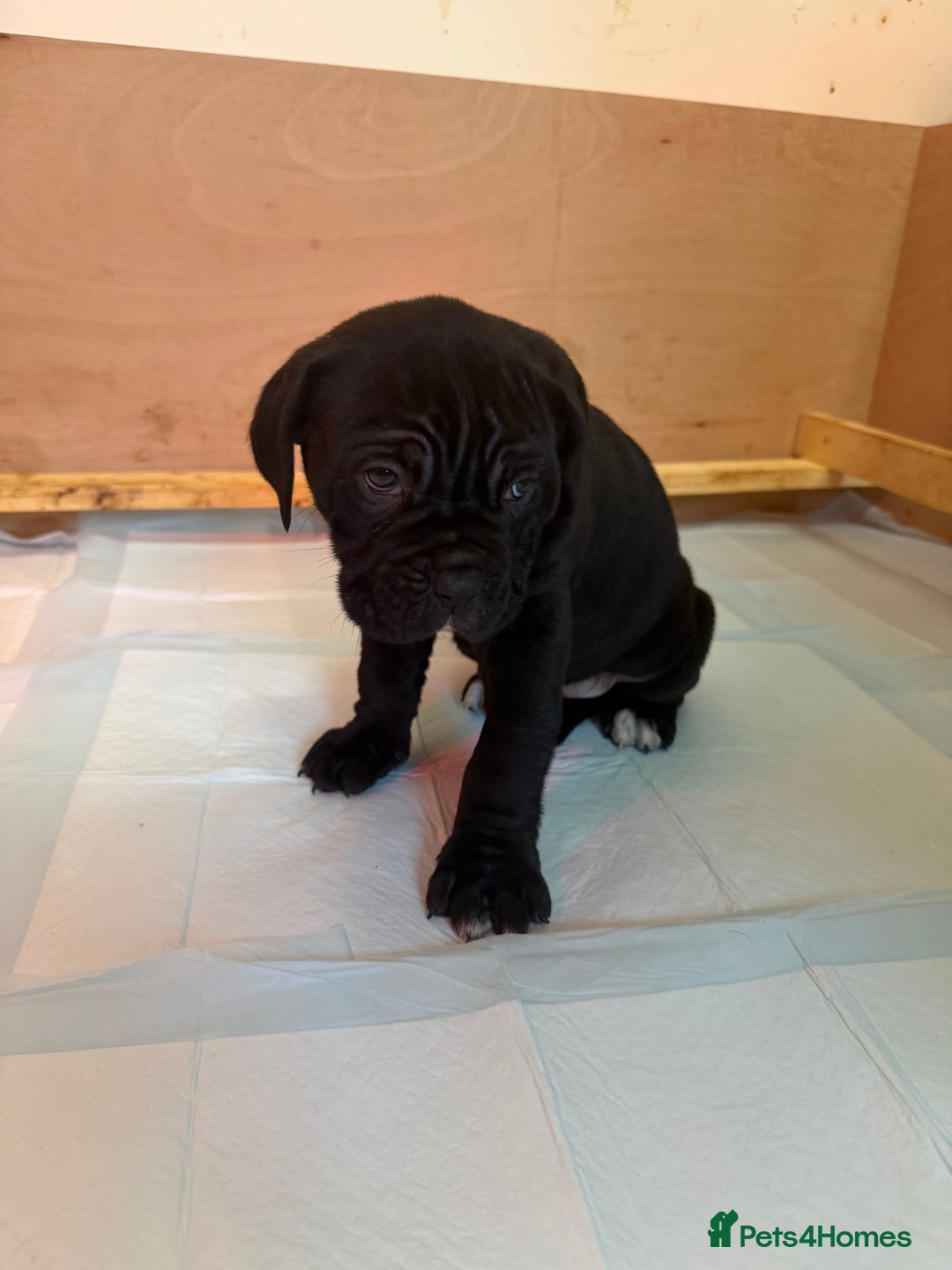 Cane Corso dogs for sale: *PRICE DROP* HUGE STUNNING FULL PEDIGREE FEMALES - Advert 17