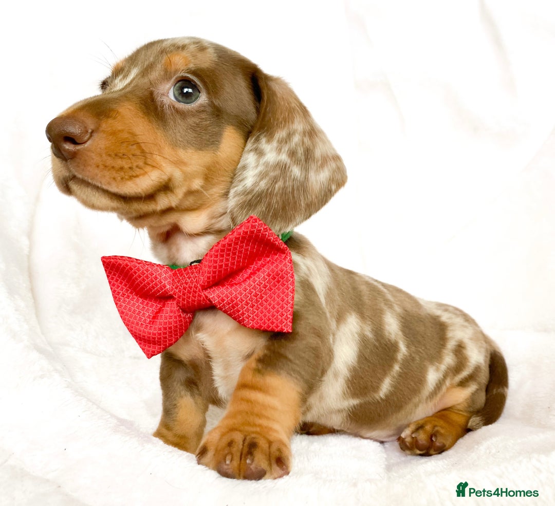 Miniature Dachshund dogs for sale: READY NOW PRA CLEAR DACHSHUND PUPPIES - Image 13