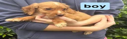 Cocker Spaniel dogs for sale: DNA health tested cocker spaniel pups - Advert 5