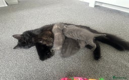 Maine Coon cats for sale: Kittens  - Image 31