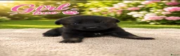 Mixed Breed dogs for sale: Belgian Shepard X caucasian Shepherd puppies - Advert 13