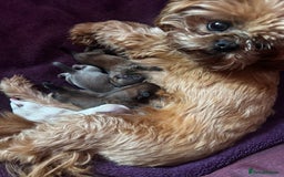 Shih Tzu dogs for sale: A girl and a boy - Image 9