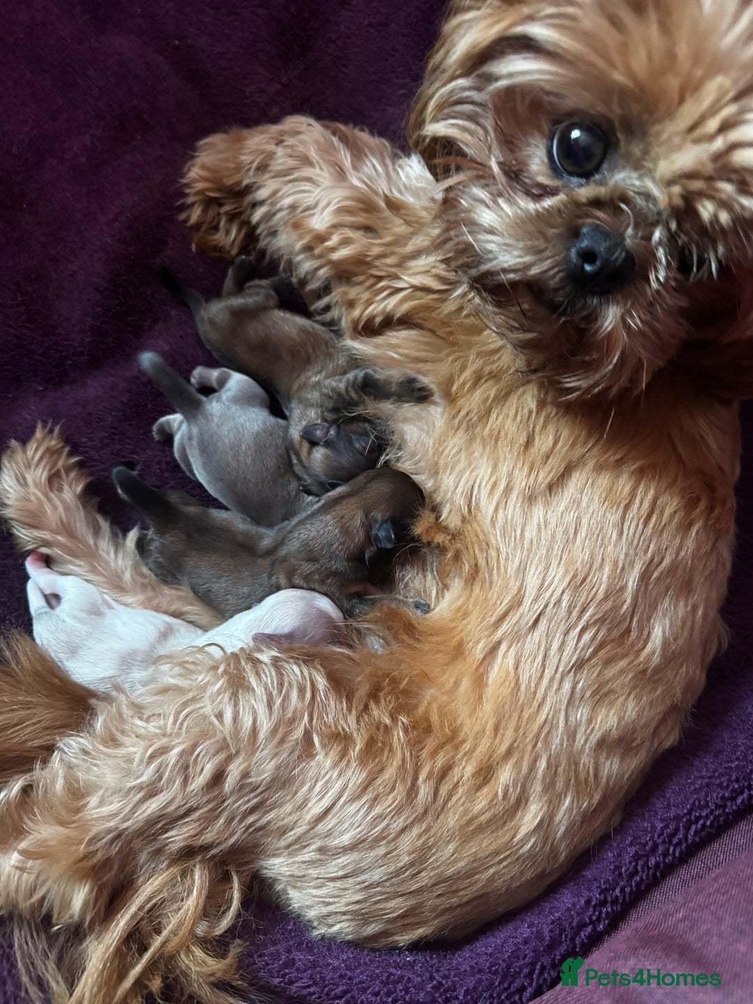 Shih Tzu dogs for sale: A girl and a boy - Image 9