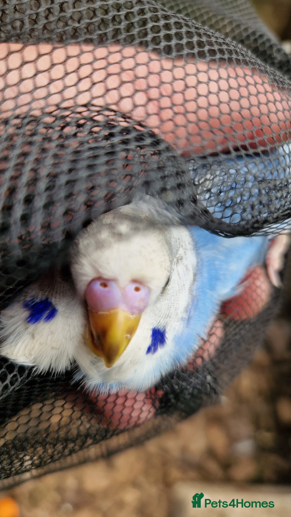 Budgerigars birds 1x blue budgies available  - Advert 7