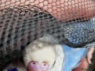 Budgerigars birds 1x blue budgies available - Advert 7