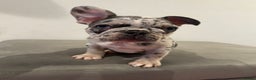 French Bulldog dogs for sale: French bulldogs ready for  **   **   - Advert 10