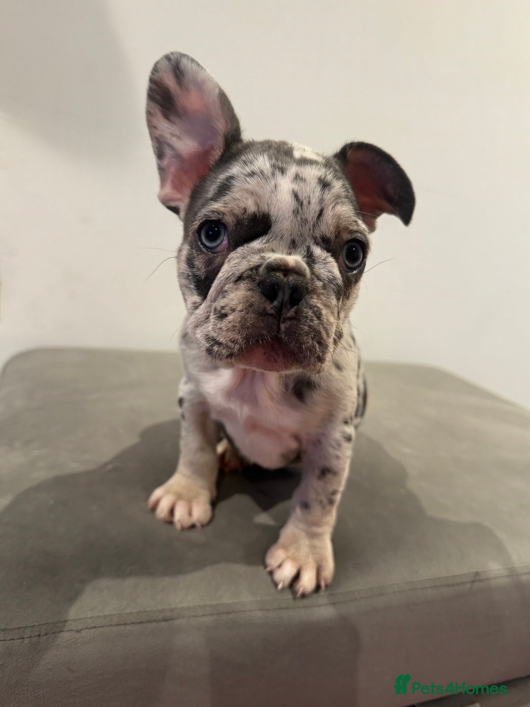 French Bulldog dogs for sale: French bulldogs ready for  **   **   - Advert 10