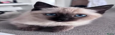 Tails 