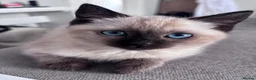 Mixed Breed cats for sale: Title: Stunning Persian x Ragdoll x Siamese Female in Sawbridgeworth - Advert 10