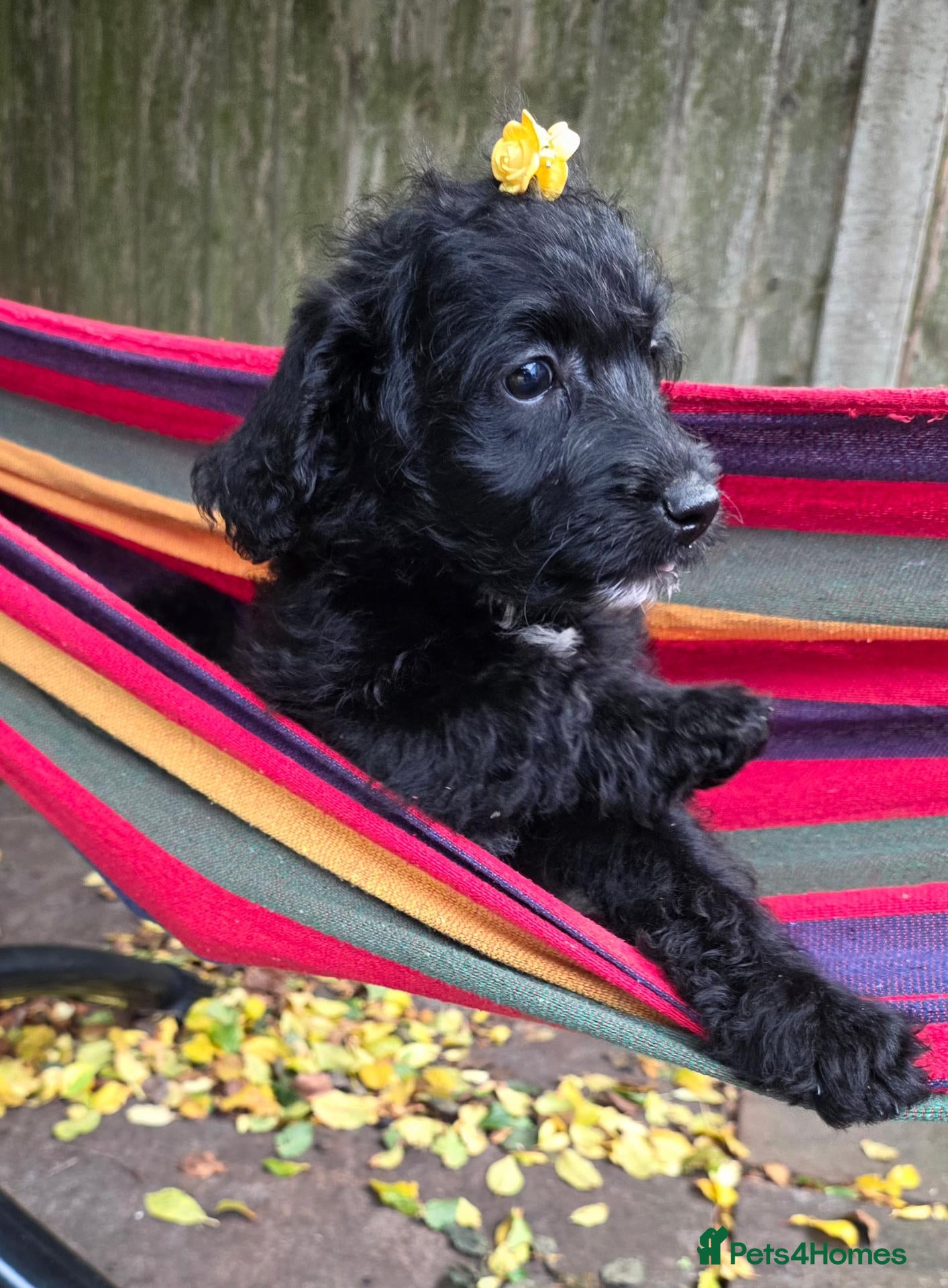 Labradoodle dogs Last 1..£850 fully vaccinated F1b Labradoodle pups - Advert 1