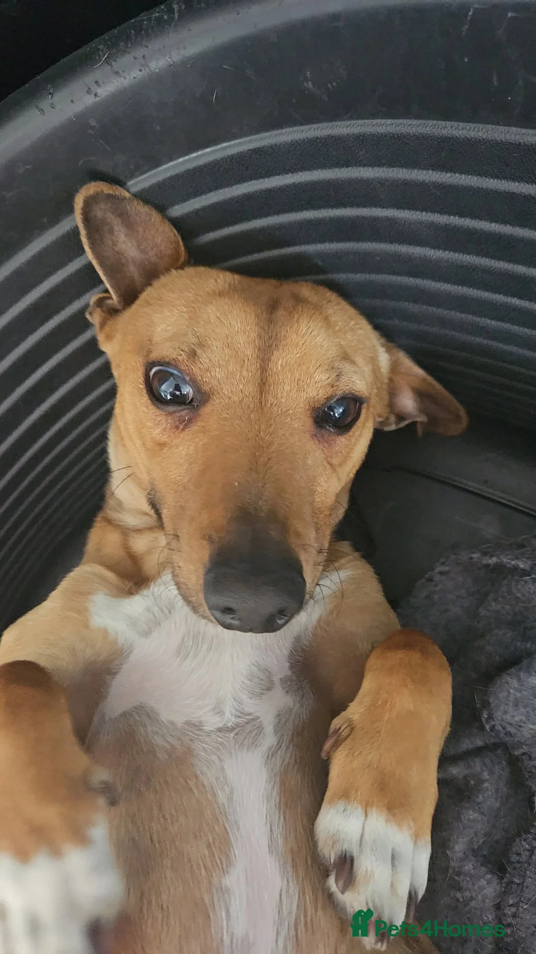 Jack Russell dogs for sale: Short leg jack russel for rehoming  - Advert 3