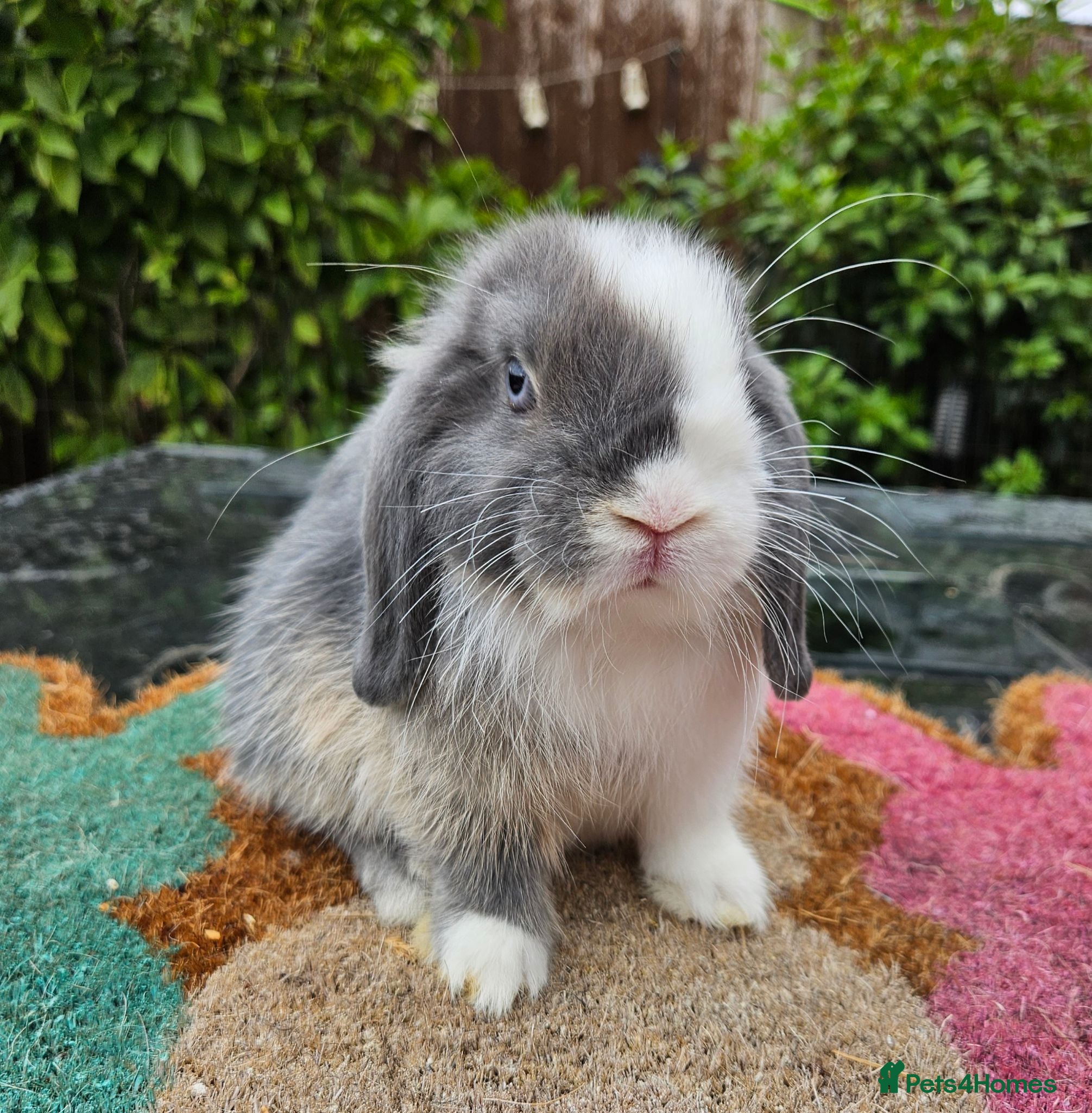 Mini Lop rabbits Two baby mini lop boys  - Advert 1