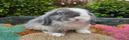 Mini Lop rabbits for sale: Two baby mini lop boys  - Advert 1