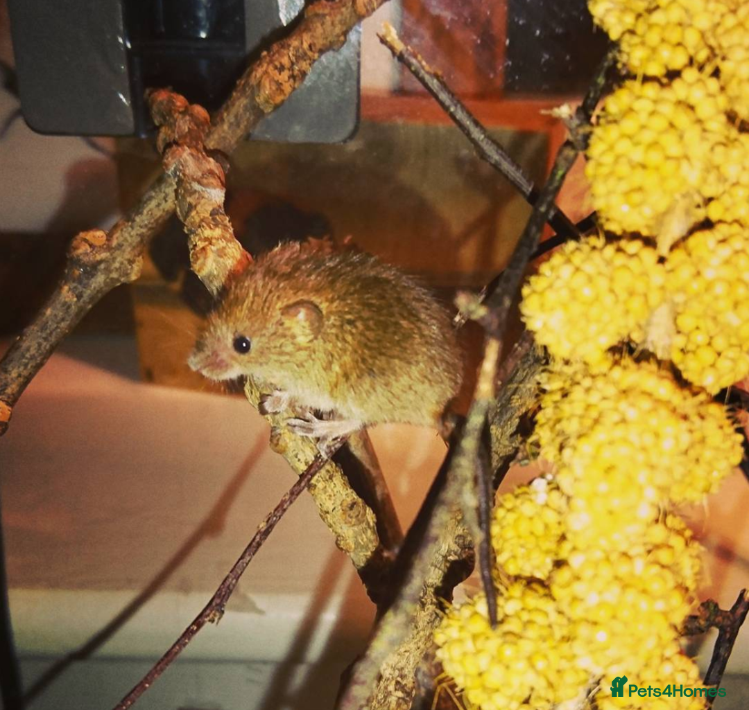 Mouse rodents for sale: Harvest Mice for Sale  - Advert 2