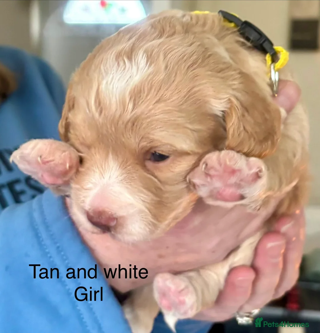 Cockapoo dogs for sale: Cockerpoo puppies  - Advert 3