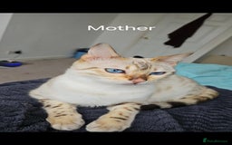 Bengal cats for sale: Full bred snow bengal kittens  - Image 10