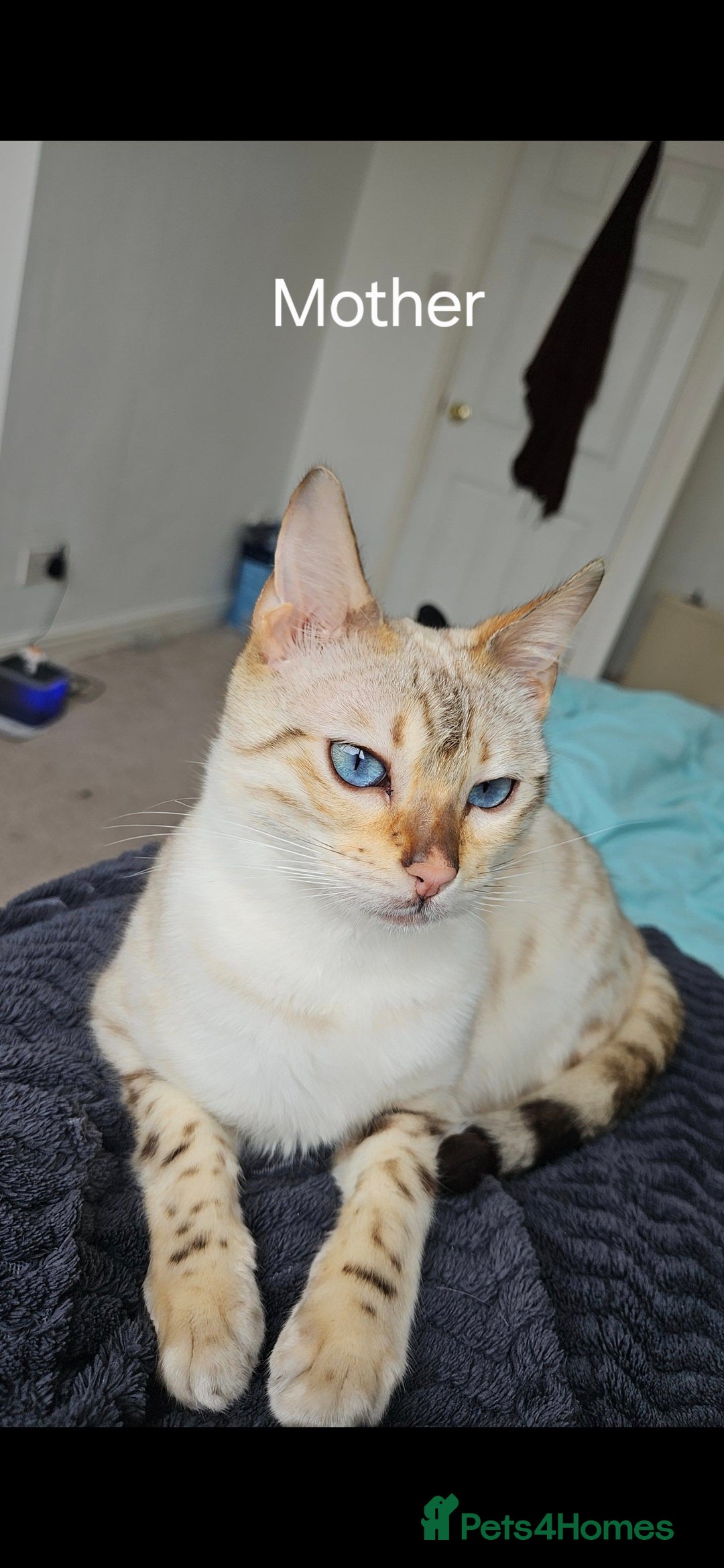 Bengal cats for sale: Full bred snow bengal kittens  - Image 10
