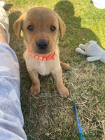 Labrador Retriever dogs - Advert 16