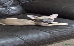 Mixed Breed dogs for sale: 🐶 Lovely Frenchie x Chihuahua Puppies - Image 6
