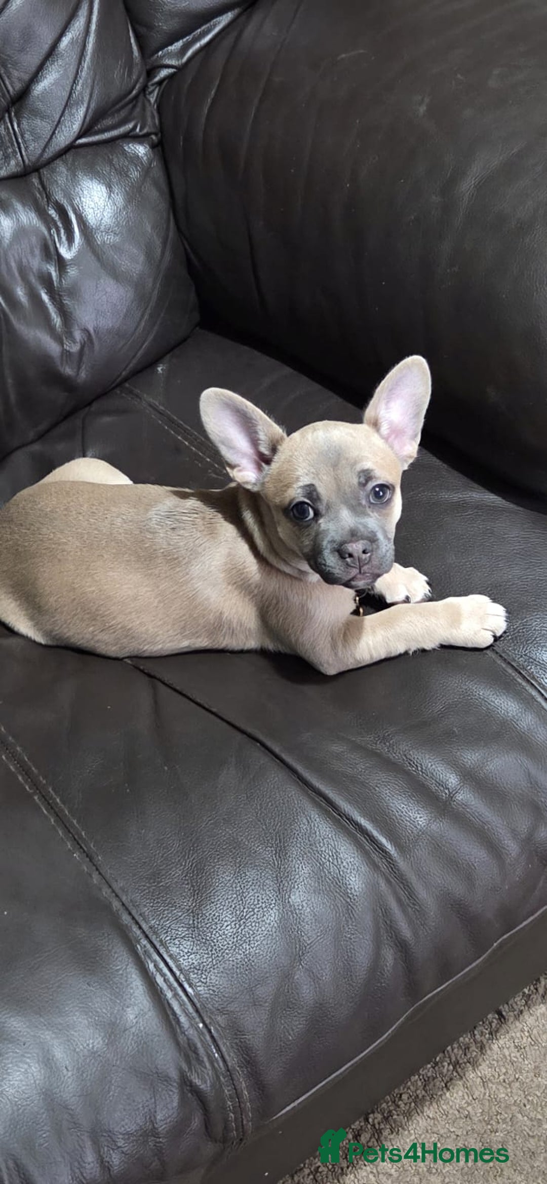 Mixed Breed dogs for sale: 🐶 Lovely Frenchie x Chihuahua Puppies - Image 6