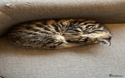 Mixed Breed cats for sale: 1/4 Persian, 1/4 Ragdoll kittens looking for home - Image 10