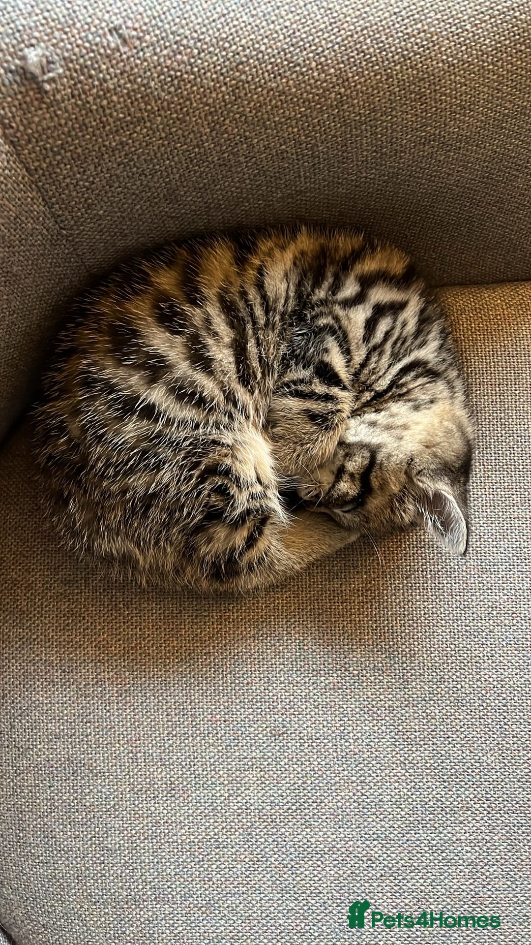 Mixed Breed cats for sale: 1/4 Persian, 1/4 Ragdoll kittens looking for home - Image 10