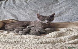 Russian Blue cats for sale: GCCF registered Russian blue kittens  - Image 2